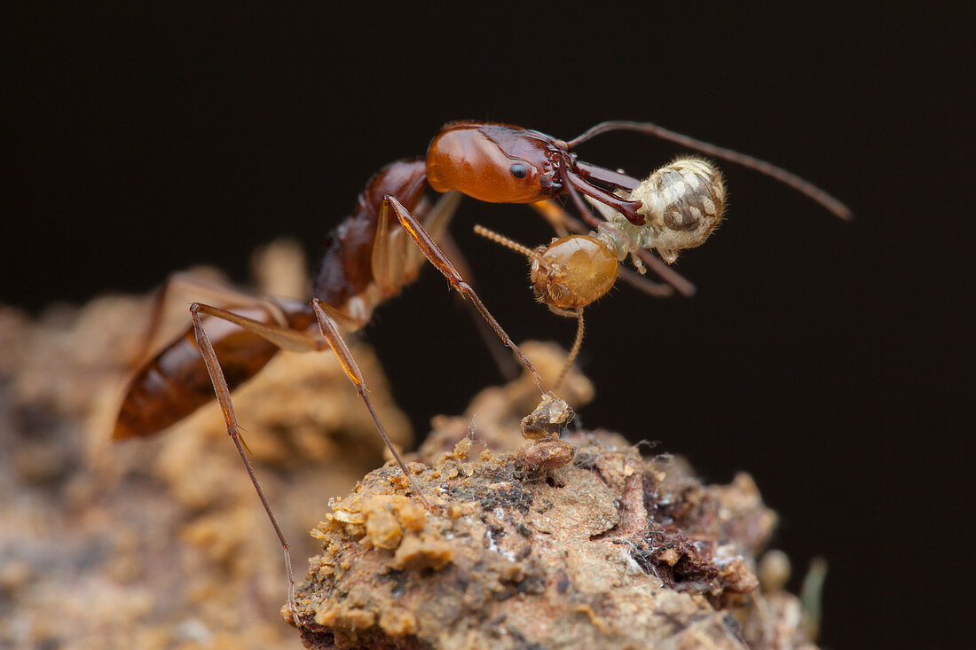 Trapjaw ant with termite prey