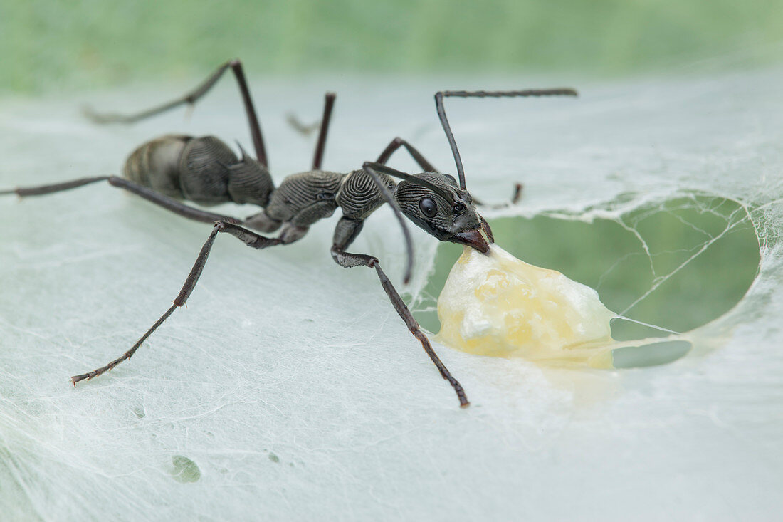 Ant (Diacamma sp.) raiding spider nest