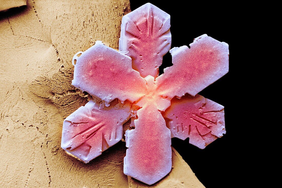 Snowflake,low-temperature SEM