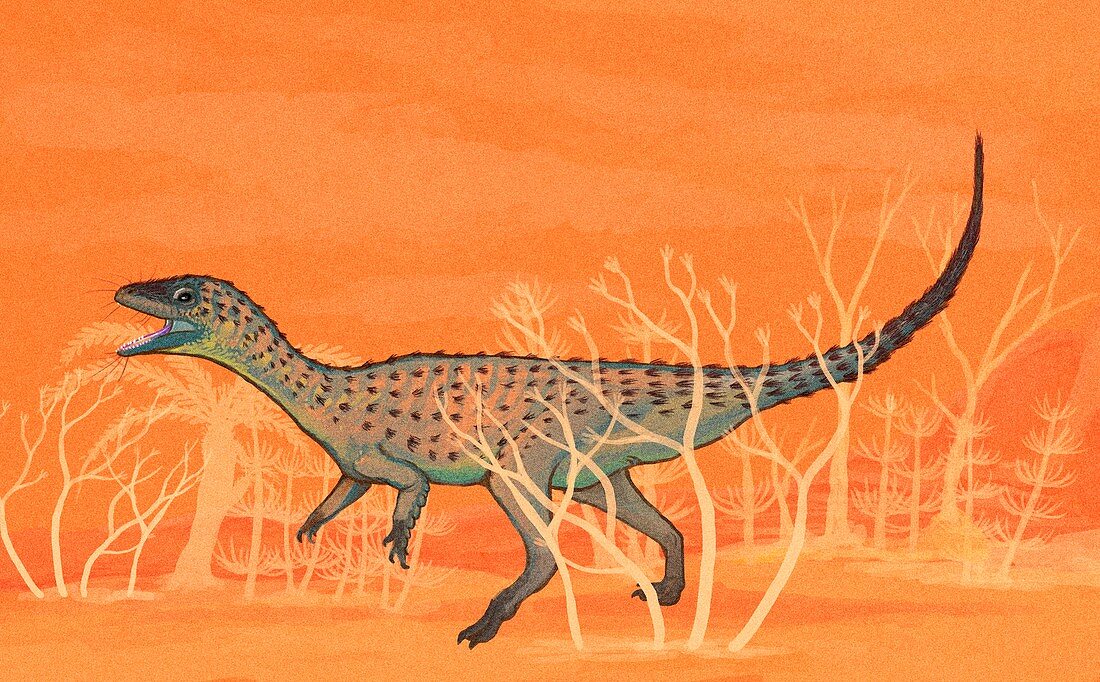 Eoraptor dinosaur,illustration