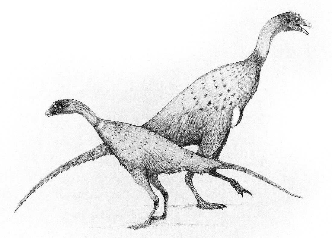 Limusaurus dinosaurs,illustration