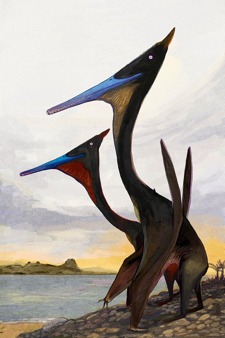 Moganopterus pterosaurs,illustration