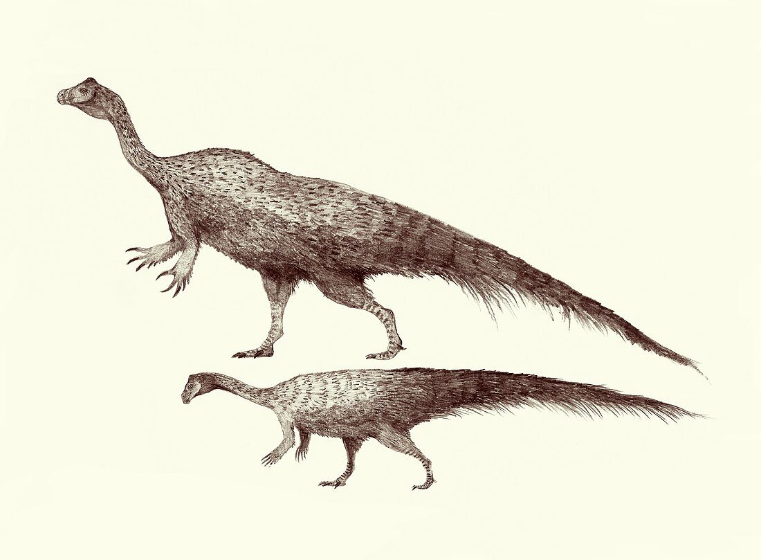Plateosaurus dinosaurs,illustration