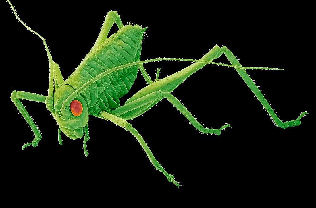 Speckled bush-cricket nymph. SEM