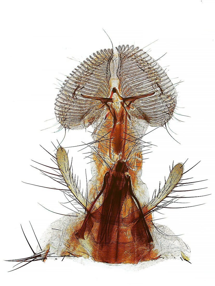 Blowfly proboscis,polarised microscopy