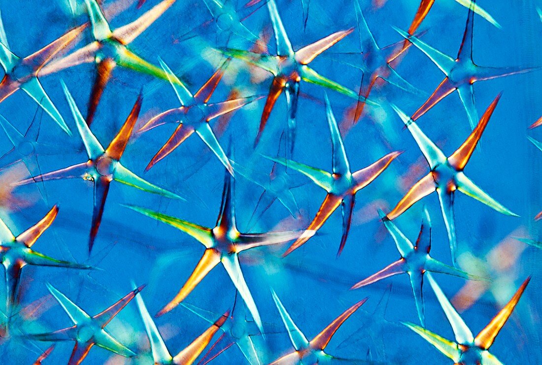 Deutzia leaf hairs,polarised microscopy