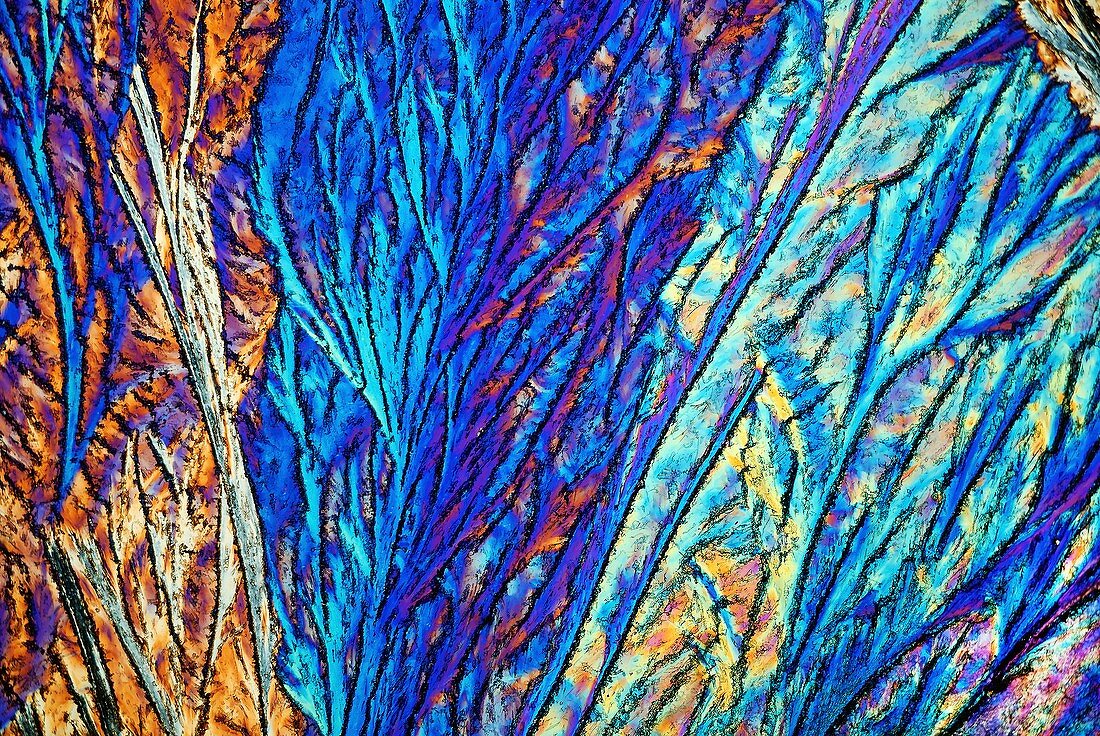 Palmitic acid crystals,light micrograph