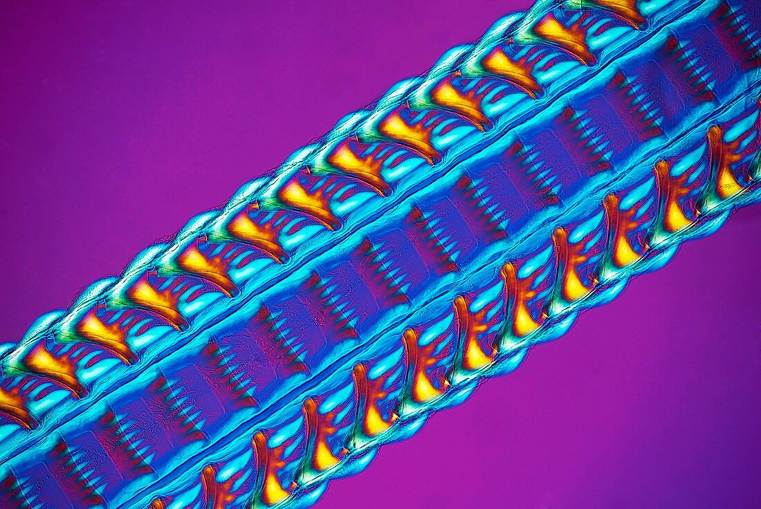 Whelk radula,polarised light microscopy