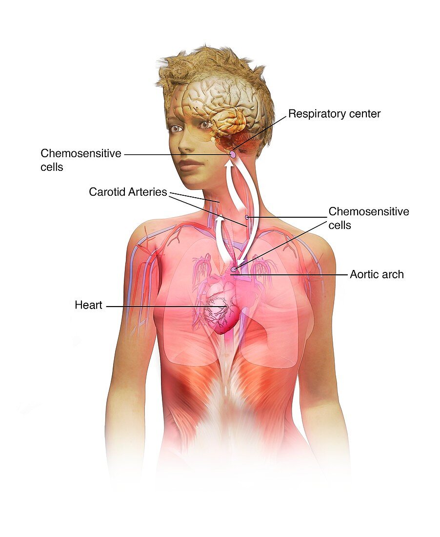 Chemoreceptors in respiration