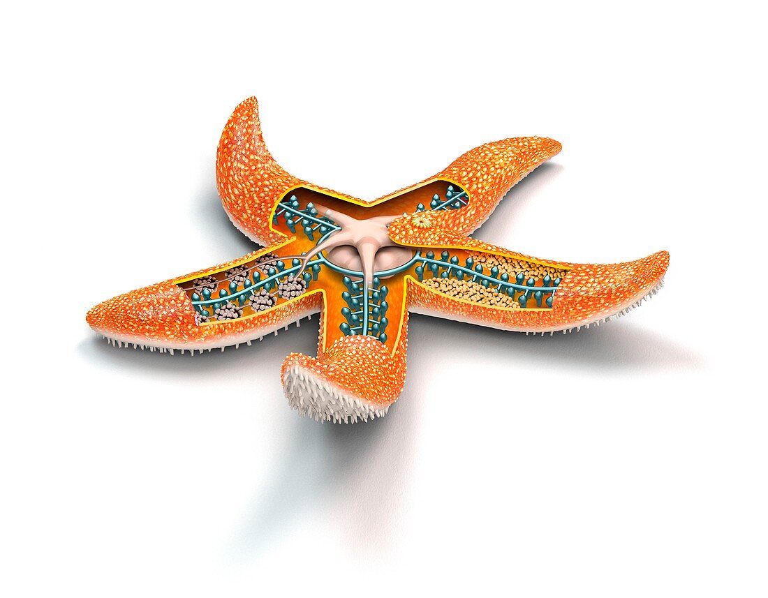 Starfish anatomy,illustration
