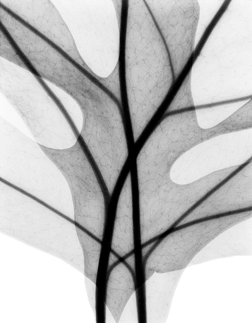Plant leaves,X-ray