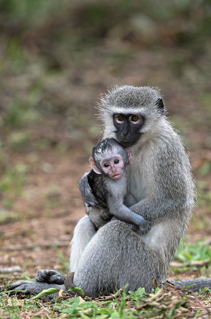 Adult female Vervet monkey with young