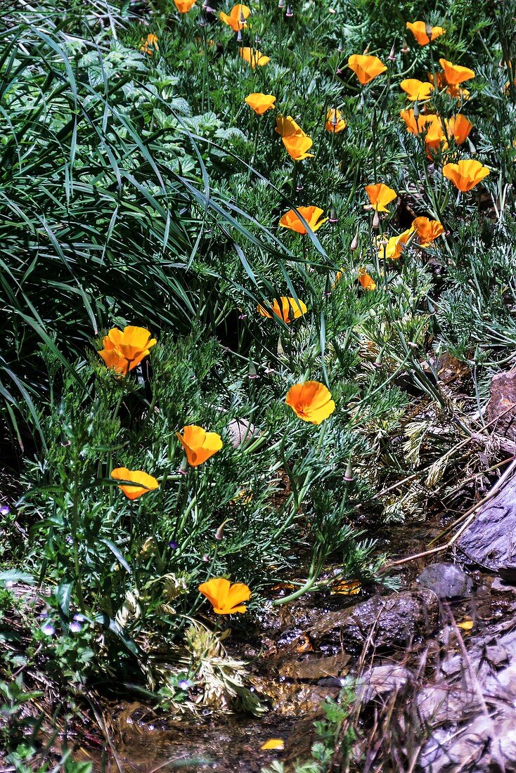 Eschacholzia californica flowers
