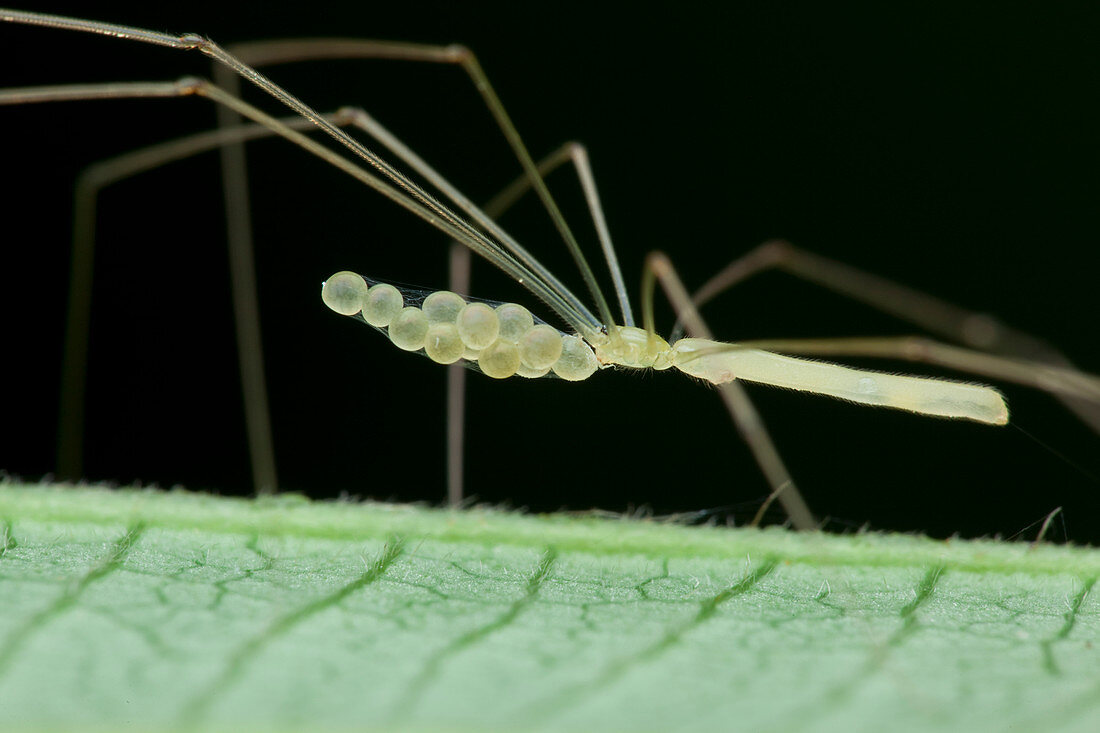 Daddy long legs spider with eggs