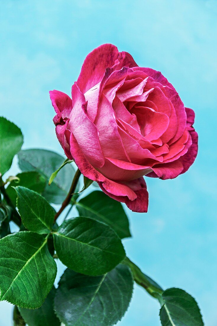 Rose (Rosa sp.) flower