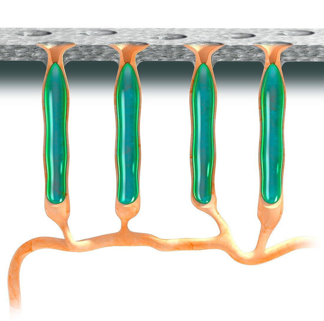 Shark electroreceptors,illustration