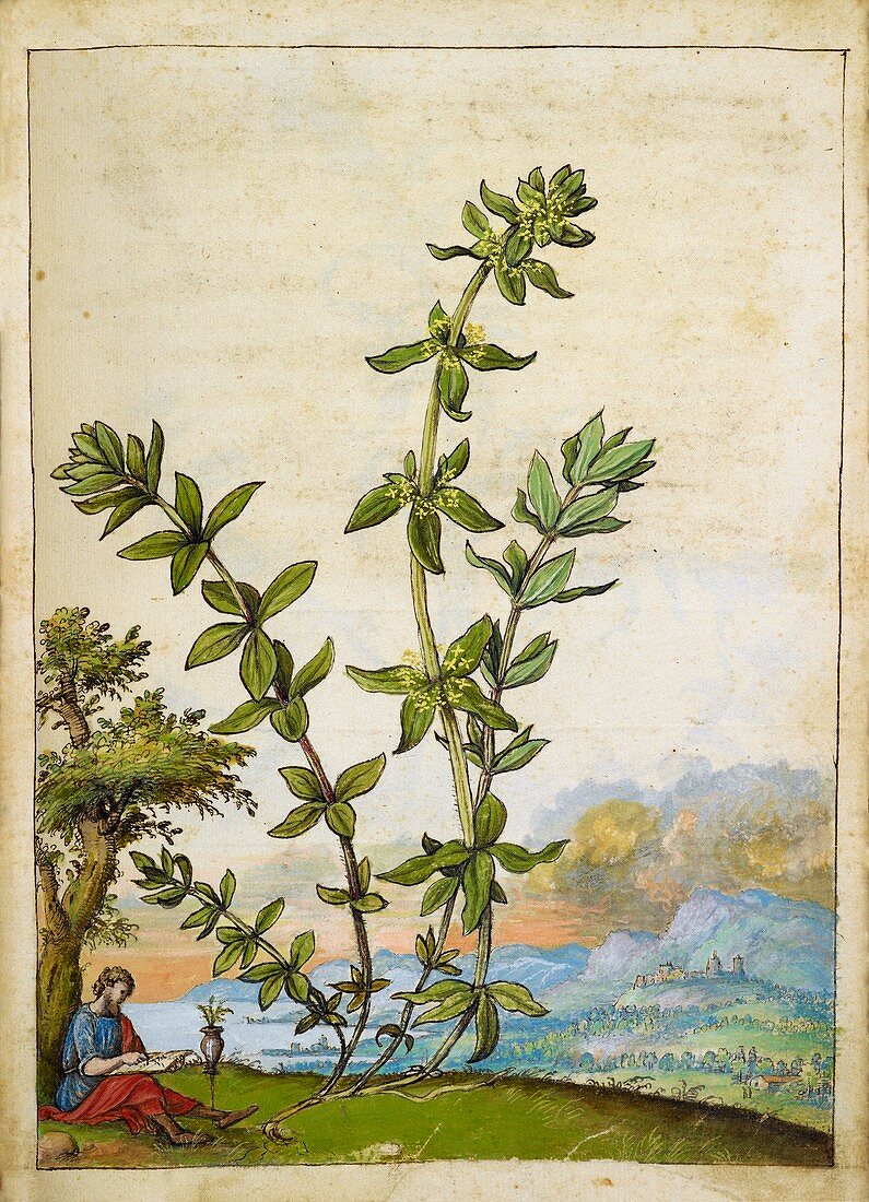 Poligonum aviculare plant,illustration