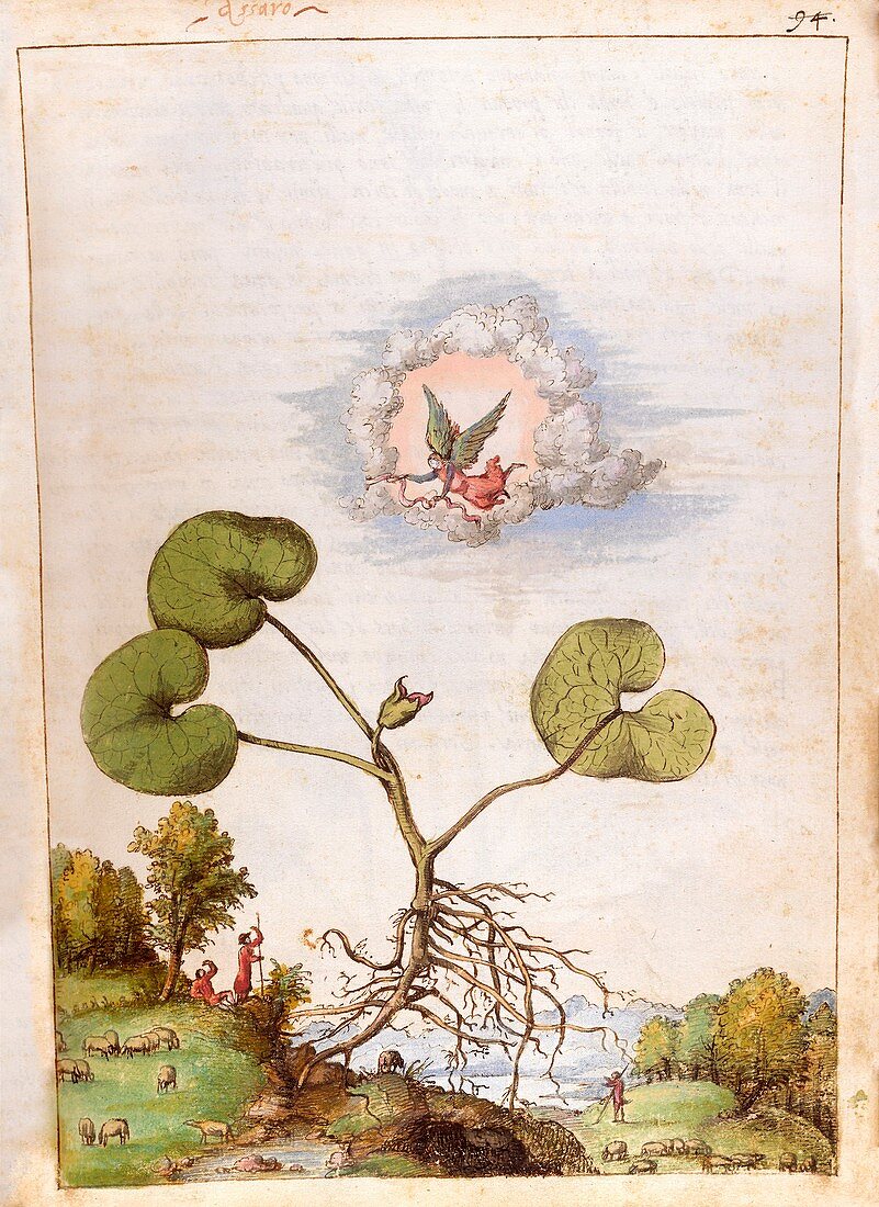 Asarum europaeum plant,illustration