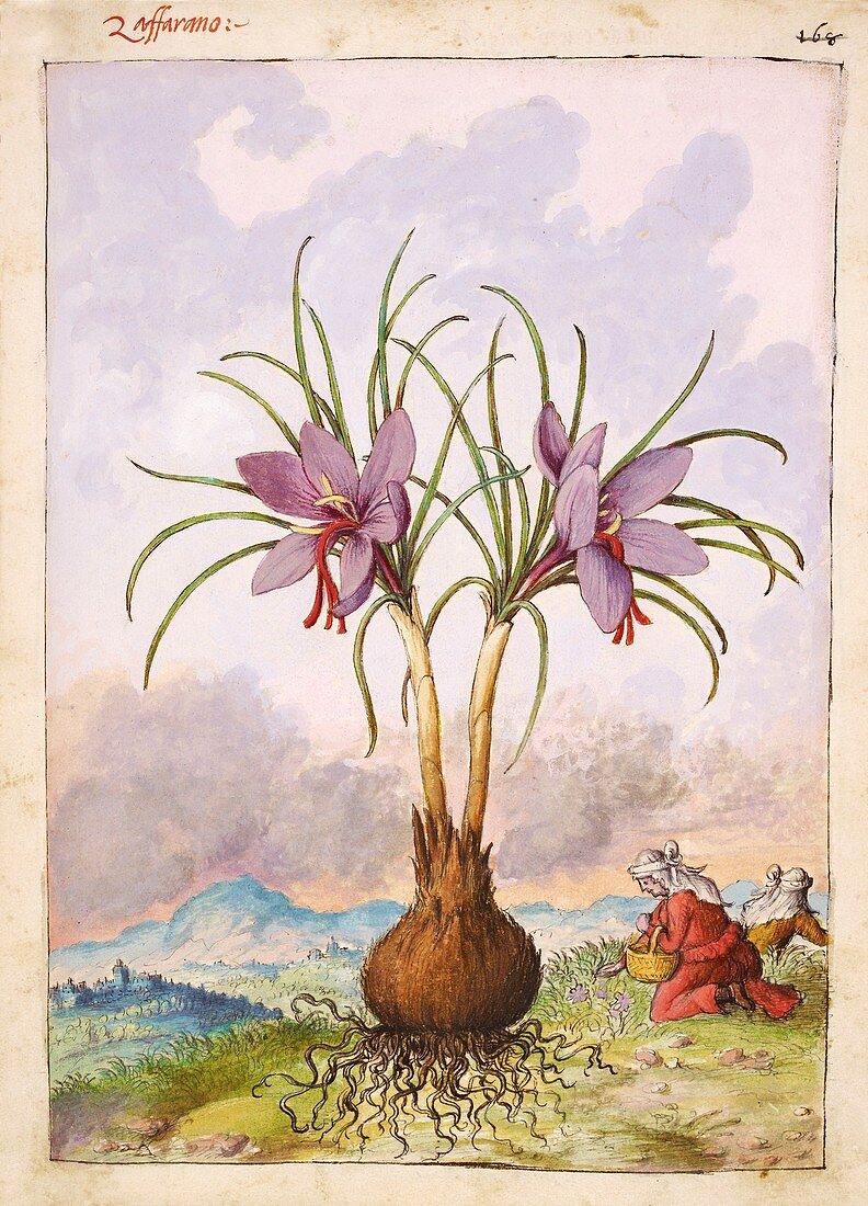 Crocus sativus flowers,illustration