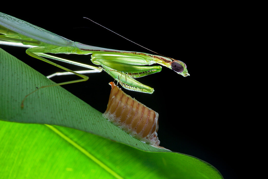 Mantis with eggs