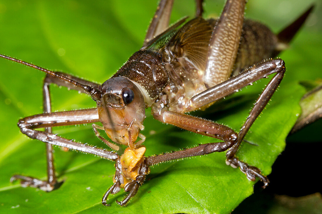 Bush cricket feeding