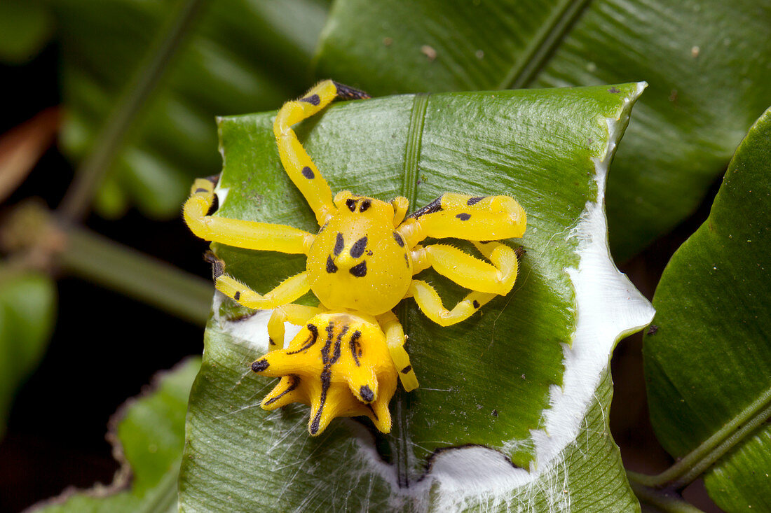 Flower mimicking crab spider