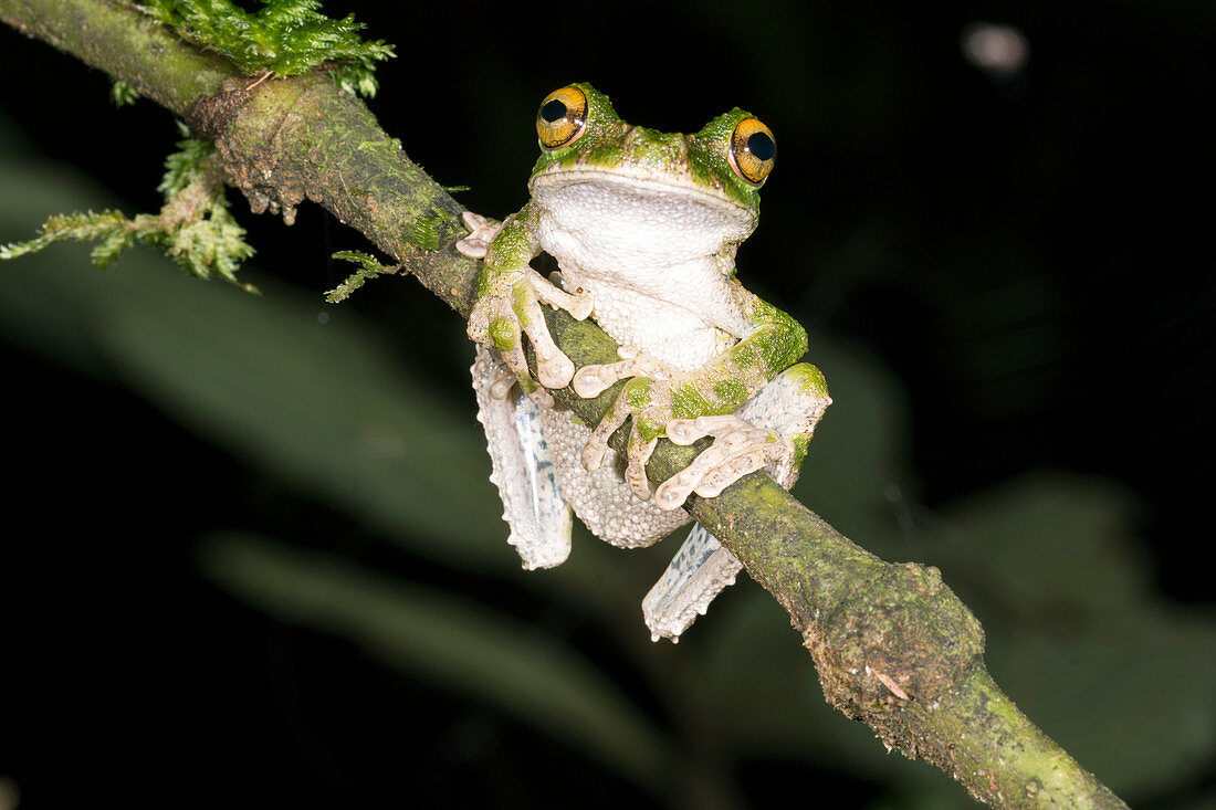 Buckley s slender-legged Treefrog