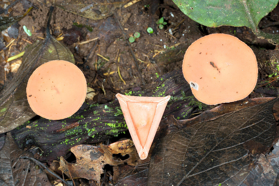 Cup fungi Cookeina sulcipes