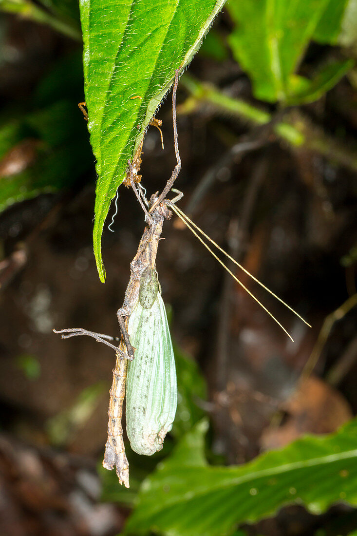 Stick insect ecdysis