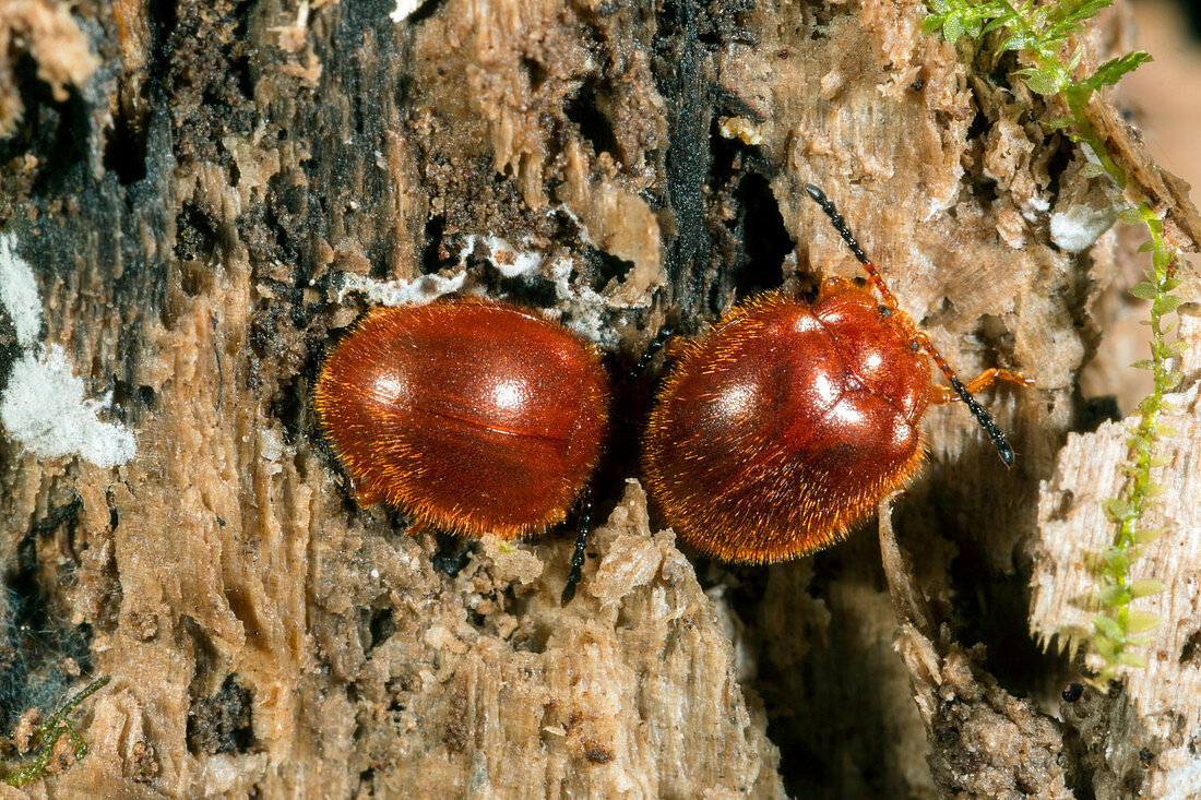 Chrysomelid beetles