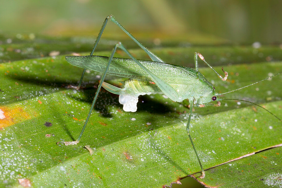 Female katydid with spermatophore