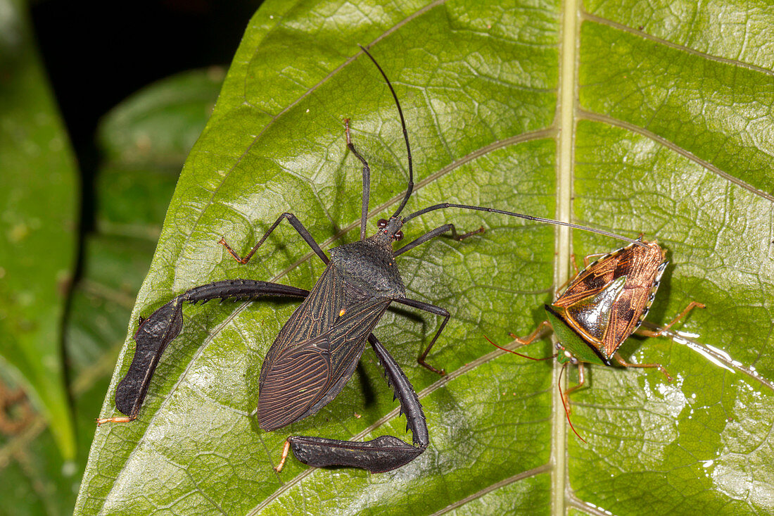 Two leaf-footed bugs