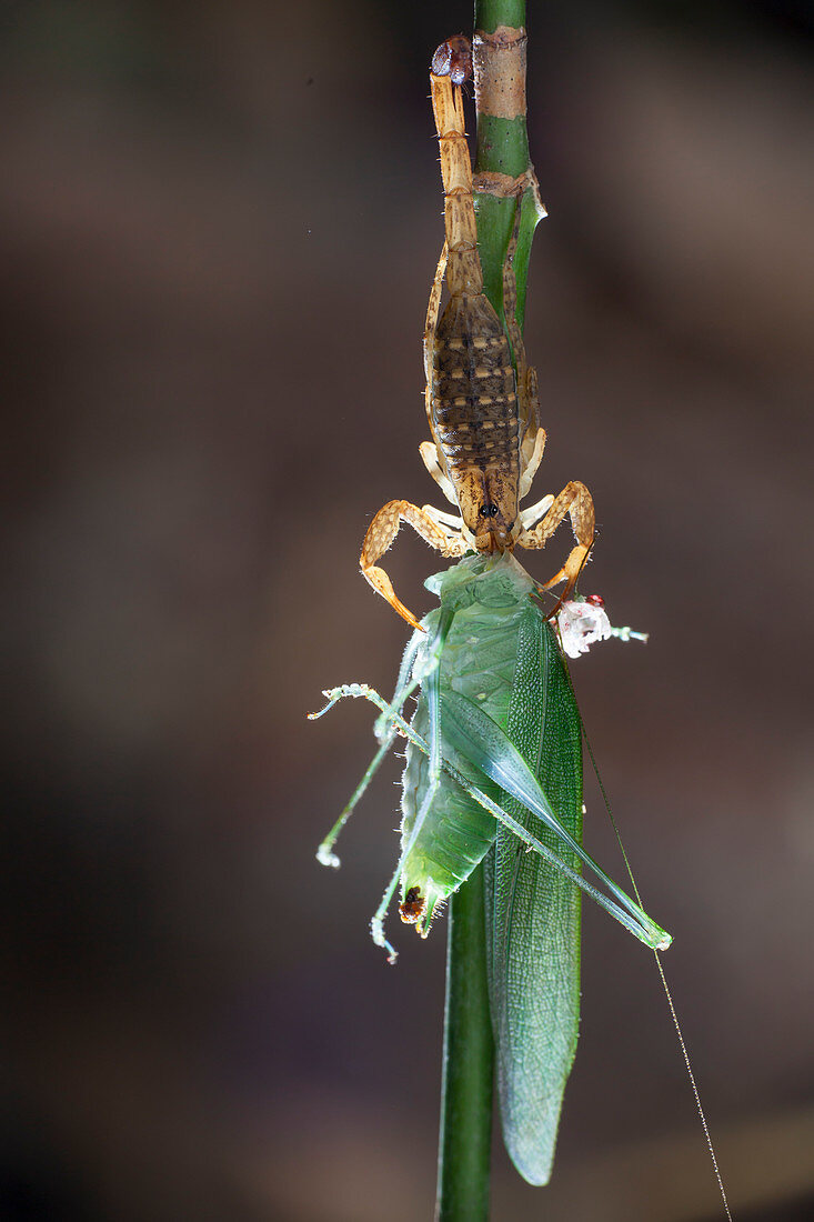 Scorpion feeding on a katydid