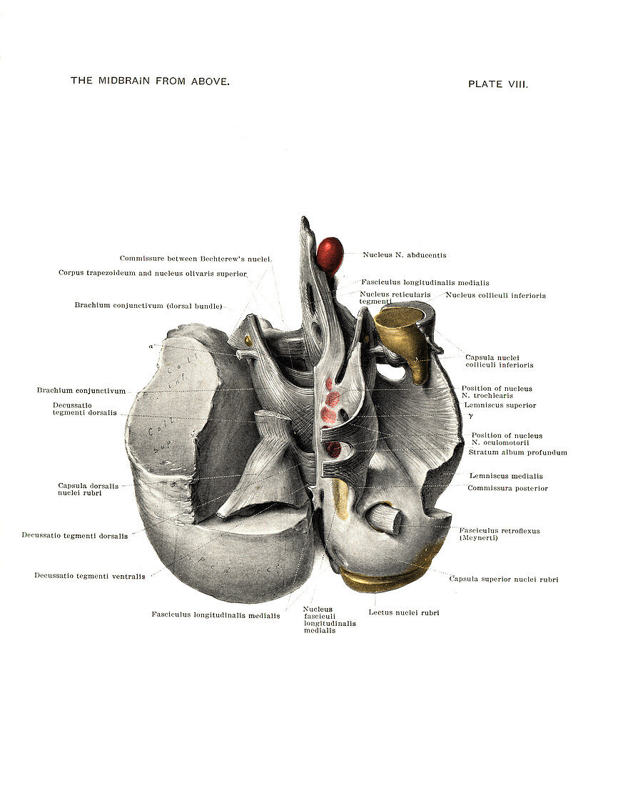 Anatomy of the midbrain,1901