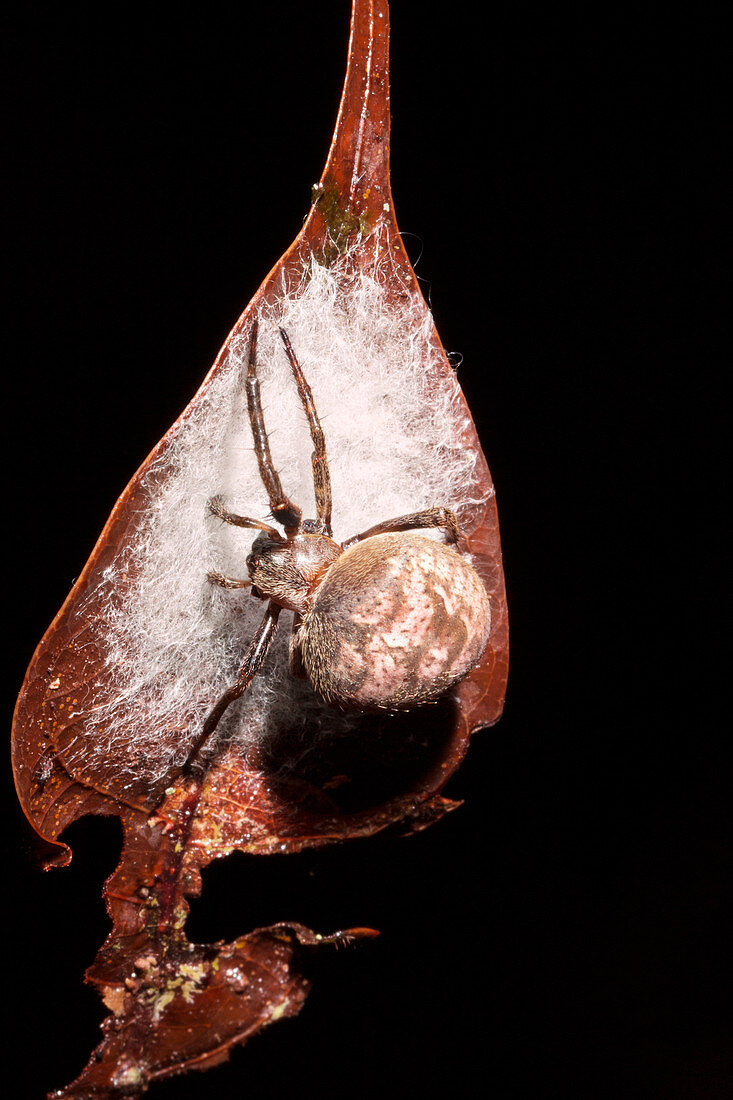 Spider laying eggs