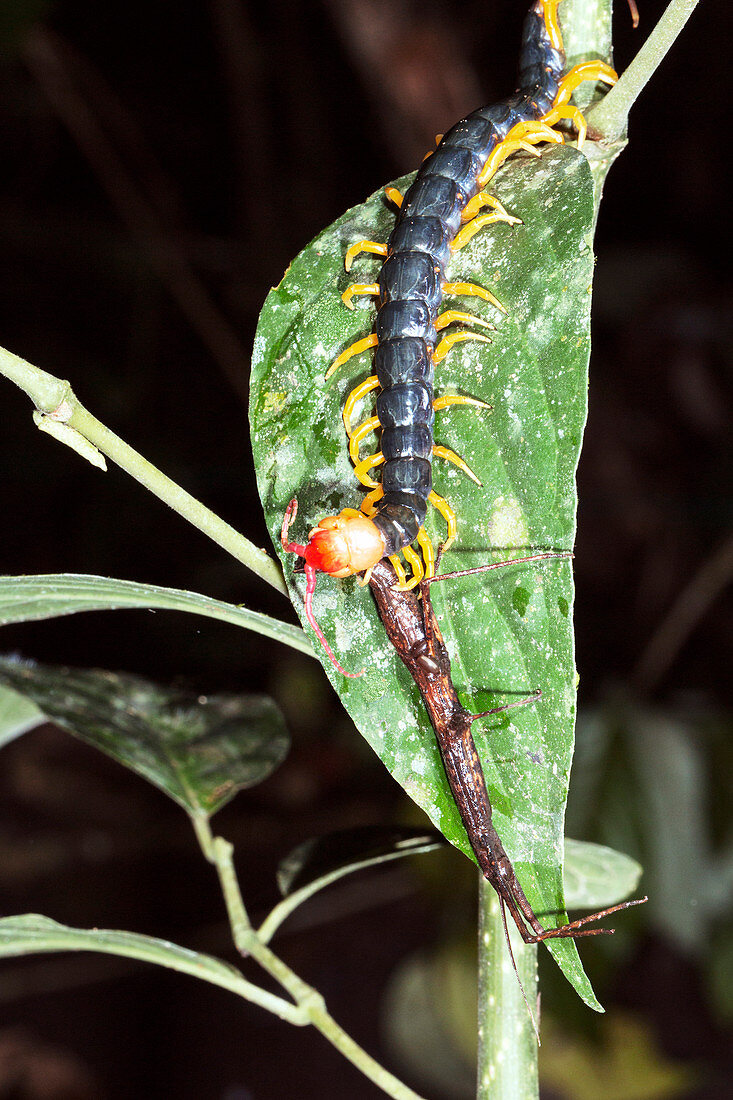 Giant centipede eating a stick insect