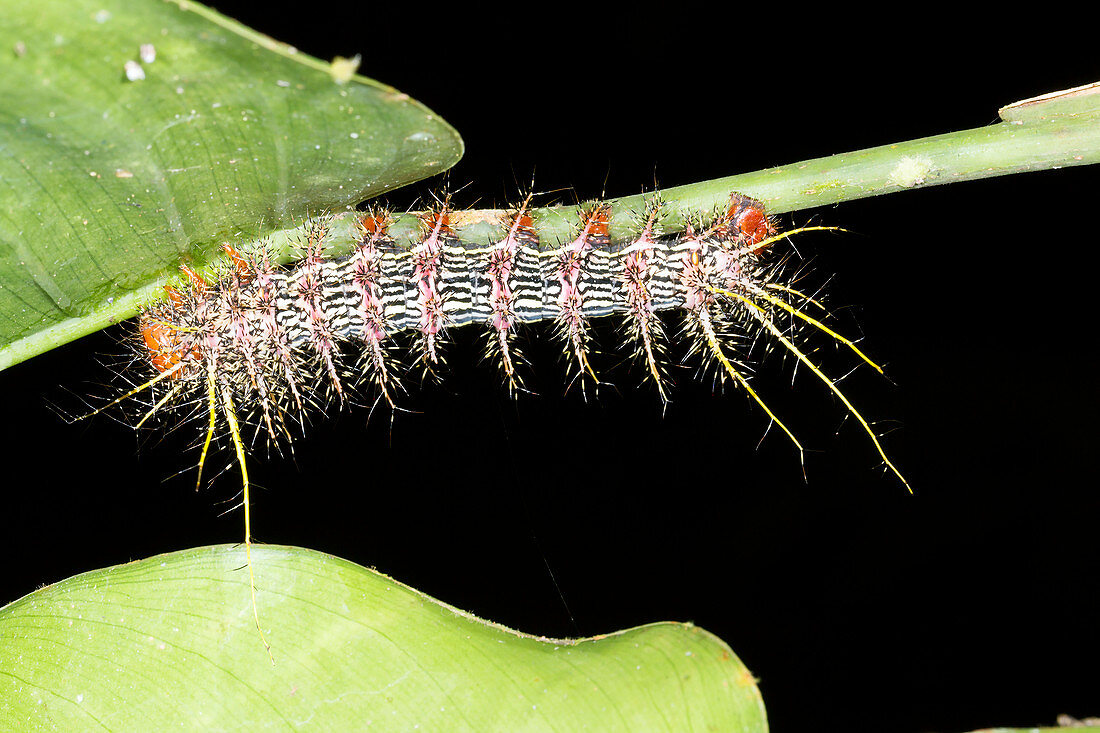 Venomous saturniid moth caterpillar