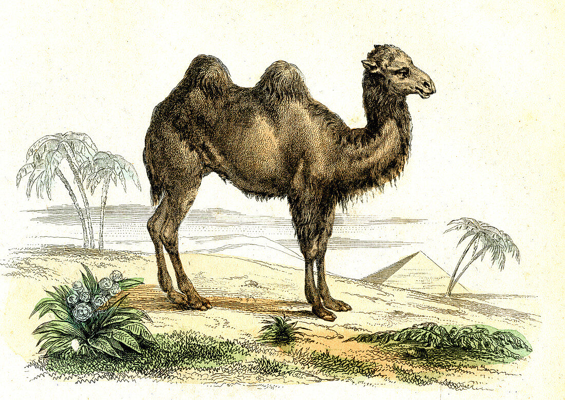 Bactrian camel,19th Century illustration