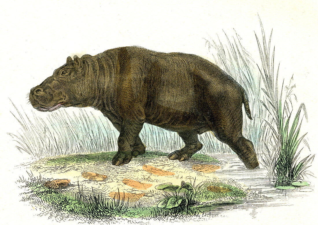 Hippopotamus,19th Century illustration
