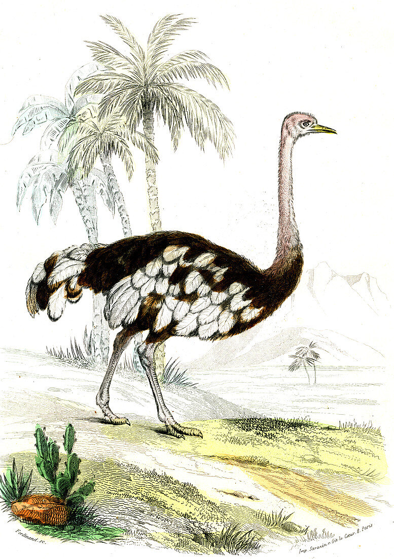 Ostrich,19th Century illustration