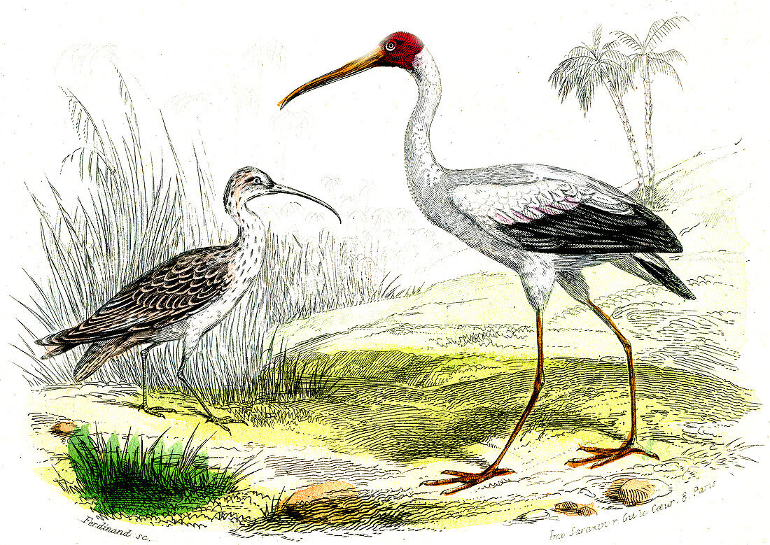 Painted storks,19th Century illustration