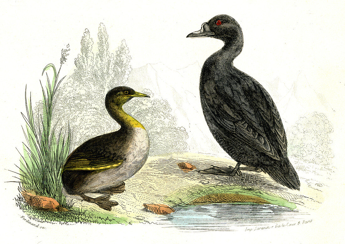Waterbirds,19th Century illustration