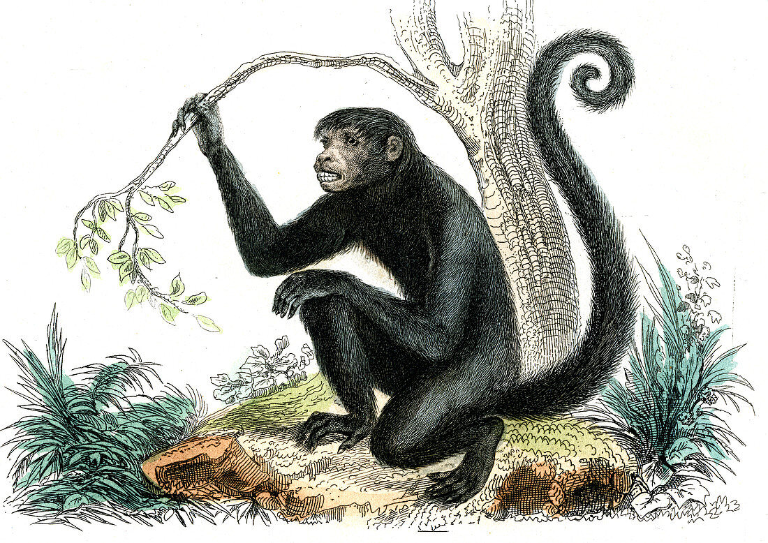 Spider monkey,19th Century illustration
