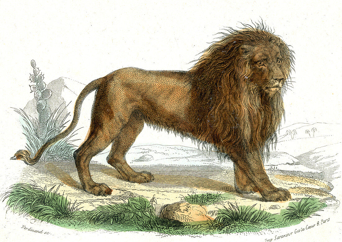 Lion,19th Century illustration