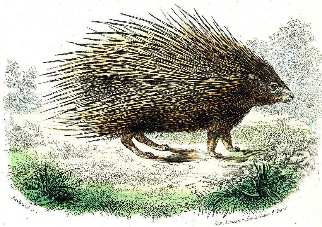 Crested porcupine,illustration