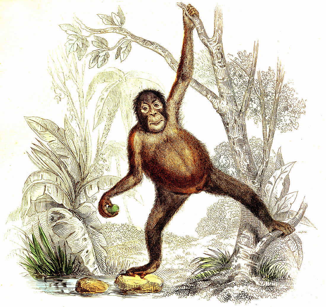 Orangutan,19th Century illustration