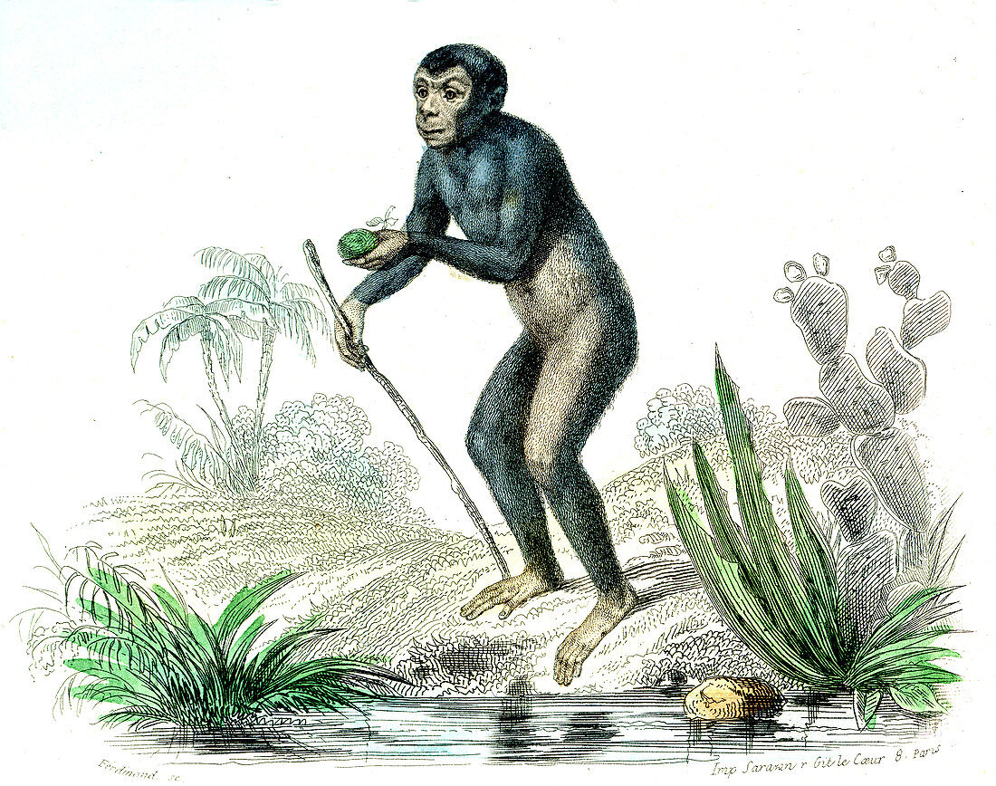 Chimpanzee,19th Century illustration