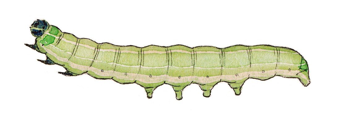 Olive caterpillar