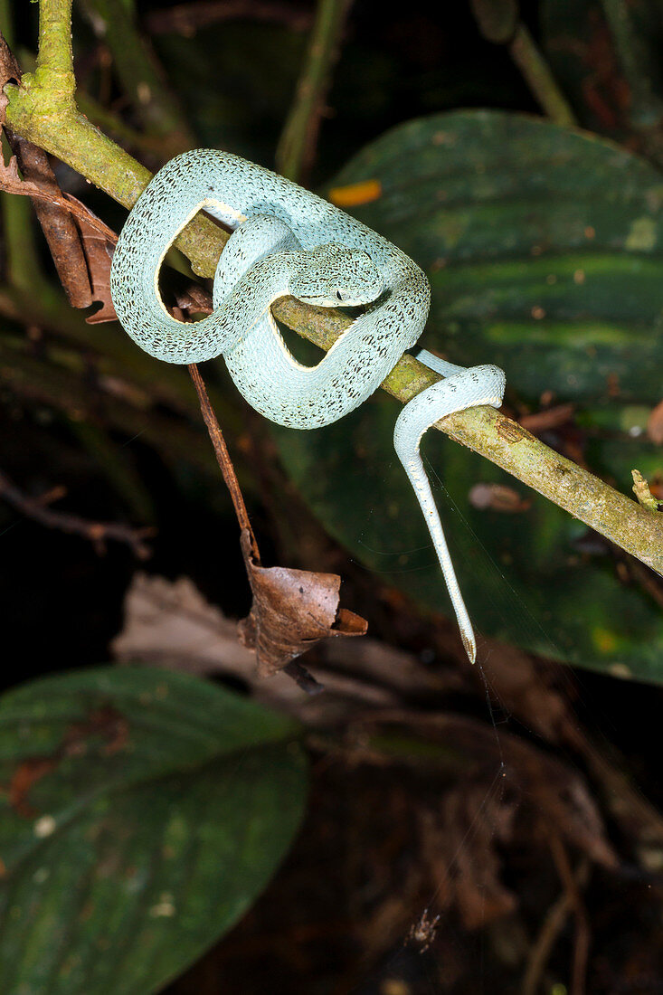Two-striped forest pitviper
