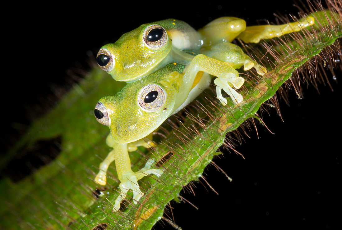 Glass-frogs mating